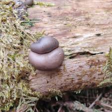 Attēlu rezultāti vaicājumam “Lycogala confusum”