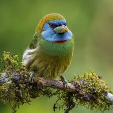 Attēlu rezultāti vaicājumam “Aegolius funereus adult”