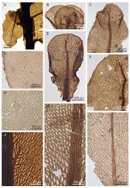 Attēlu rezultāti vaicājumam “Pleurocarpous mosses sporophyte”