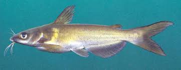Image result for Ictalurus punctatus