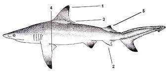 Image result for Carcharhinus limbatus