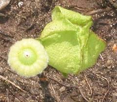 Attēlu rezultāti vaicājumam “Malva moschata bud”