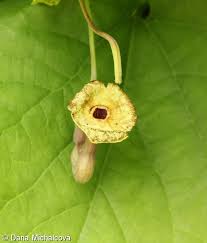 Attēlu rezultāti vaicājumam “Aristolochia durior leaf”