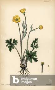 Attēlu rezultāti vaicājumam “Ranunculus bulbosus”