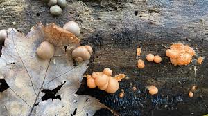 Attēlu rezultāti vaicājumam “Lycogala flavofuscum spores”