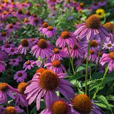 Attēlu rezultāti vaicājumam “Echinacea purpurea”