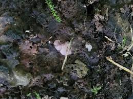 Attēlu rezultāti vaicājumam “Ombrophila violacea spores”
