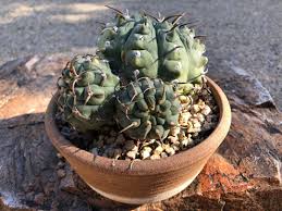 Image result for Gymnocalycium