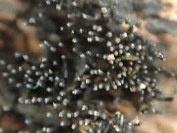 Attēlu rezultāti vaicājumam “Enerthenema papillatum stalked”