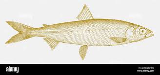 Image result for Coregonus artedi