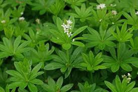 Image result for Galium odoratum