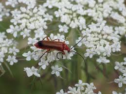 Attēlu rezultāti vaicājumam “Cantharis rustica imago”