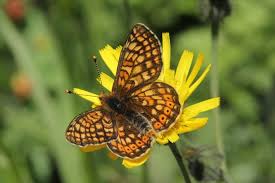 Attēlu rezultāti vaicājumam “Euphydrias aurinia”