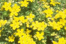 Attēlu rezultāti vaicājumam “Pentaphylloides fruticosa flower”