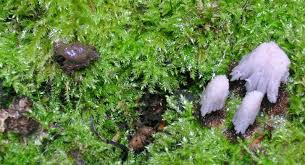 Attēlu rezultāti vaicājumam “Stemonitis fusca plasmodium”