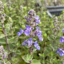 Attēlu rezultāti vaicājumam “Nepeta x faassenii flower”