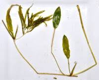 Attēlu rezultāti vaicājumam “Potamogeton gramineus”