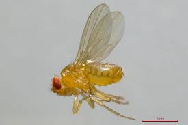 Attēlu rezultāti vaicājumam “Drosophila melanogaster”