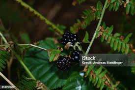 Image result for Rubus sectio