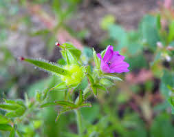 Attēlu rezultāti vaicājumam “Geranium dissectum flower”