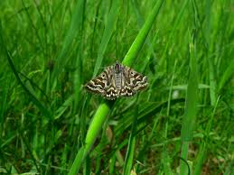 Attēlu rezultāti vaicājumam “Callistege mi”
