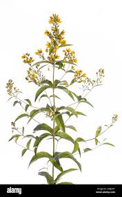 Attēlu rezultāti vaicājumam “Lysimachia vulgaris leaf”