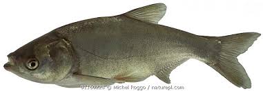 Image result for Hypophthalmichthys molitrix