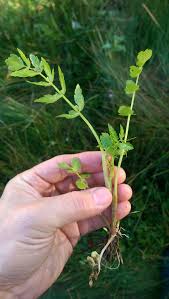 Attēlu rezultāti vaicājumam “Berula erecta”