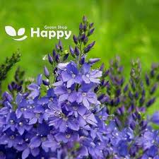 Image result for Veronica teucrium