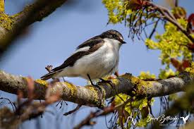 Attēlu rezultāti vaicājumam “Ficedula hypoleuca male”