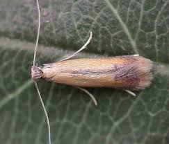 Attēlu rezultāti vaicājumam “Tischeriidae”