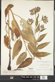 Attēlu rezultāti vaicājumam “Symphytum asperum”