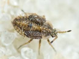 Attēlu rezultāti vaicājumam “Amaurochaete atra macro”