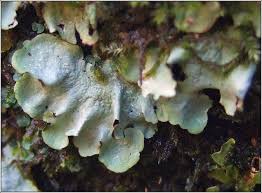 Attēlu rezultāti vaicājumam “Cetrelia olivetorum”