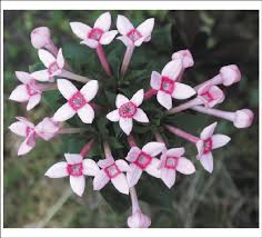 Attēlu rezultāti vaicājumam “Rubiaceae”