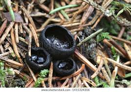 Attēlu rezultāti vaicājumam “Pseudoplectania nigrella”