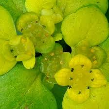 Attēlu rezultāti vaicājumam “Chrysosplenium alternifolium fruit”