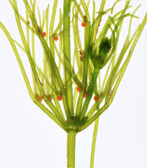 Attēlu rezultāti vaicājumam “Chara hispida”