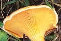 Attēlu rezultāti vaicājumam “Hygrophoropsis aurantiaca”