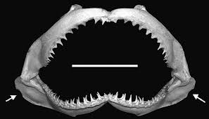 Image result for Carcharhinus limbatus