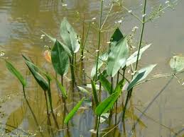 Attēlu rezultāti vaicājumam “Alisma plantago-aquatica flower”