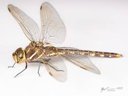 Attēlu rezultāti vaicājumam “Aeshnidae”