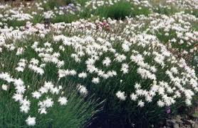 Attēlu rezultāti vaicājumam “Dianthus arenarius leaf”