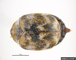 Attēlu rezultāti vaicājumam “Anthrenus verbasci”