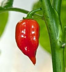 Afbeeldingsresultaat voor chili maya hot pepper hot pepper