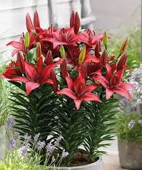 Image result for Lilie