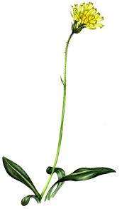 Attēlu rezultāti vaicājumam “Leontodon hispidus flower”