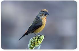 Image result for Loxia curvirostra