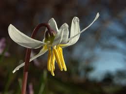 Attēlu rezultāti vaicājumam “Erythronium sibiricum”