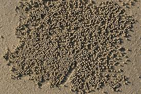 Attēlu rezultāti vaicājumam “Trichia crateriformis stalked”